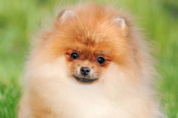 istock Close-up face portrait of pretty red spitz 1430676609