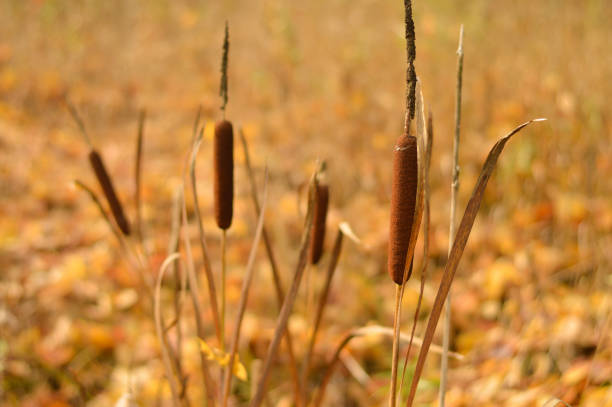 istock Autumn landscape, cattail grows in a swamp among brown dried grass, selective focus. 1430679383
