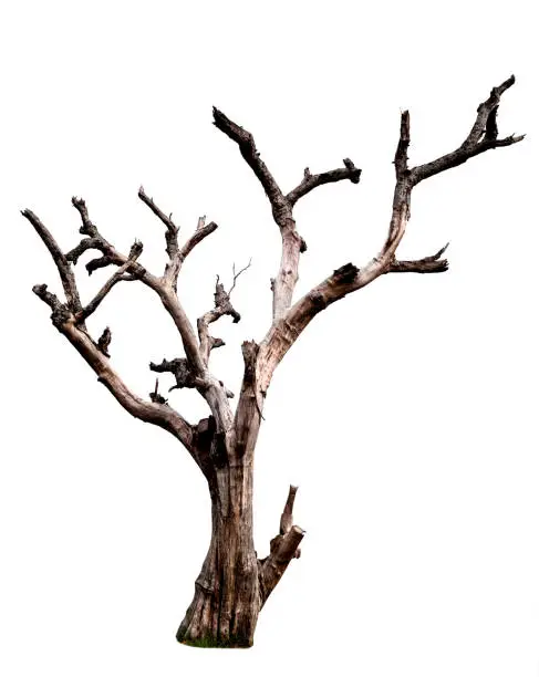 Photo of Dead tree isolated on white background