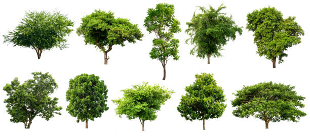 녹색 나무 세트, 흰색 배경에 고립 된 자연 열대 나무 - maple leaf green isolated 뉴스 사진 이미지