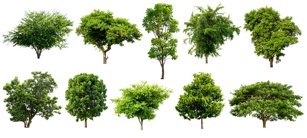 Set of green trees, nature tropical trees isolated on white background
