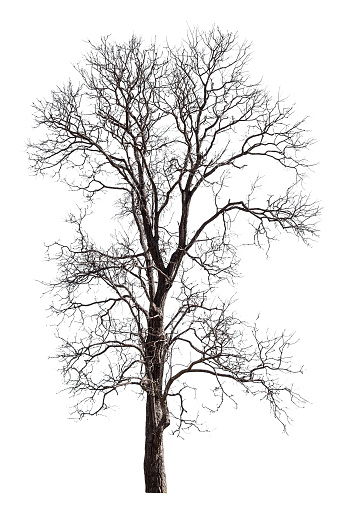 Dead tree isolated on white background and clipping path