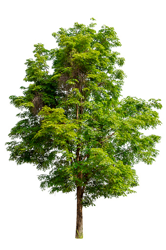 Green tree isolated on white background with clipping path. Tropical trees