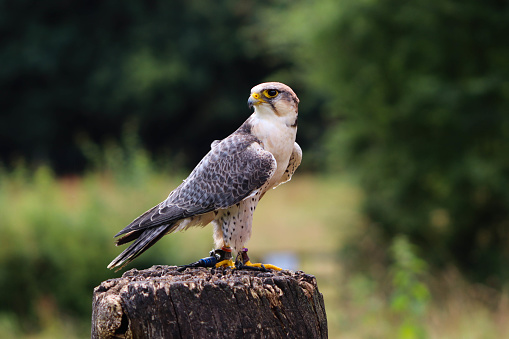 A Lanner Falcon perches on a tree stump
