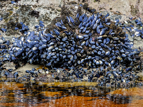 Mussels on a stone. Animals and inhabitants of the seas and oceans.