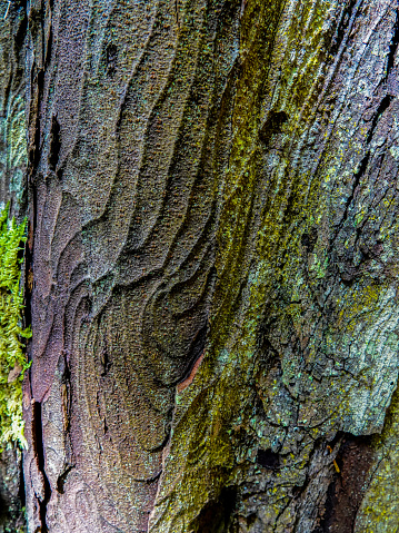 Close up of swirled bark pattern on a tree trunk. Rakiura Track, Stewart Island, New Zealand.