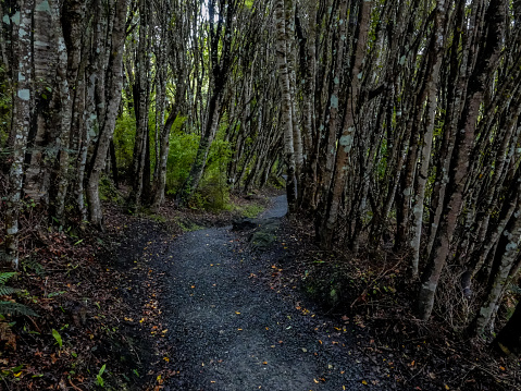 Trail through the forest on a dark day. Rakiura Track, Stewart Island, New Zealand.