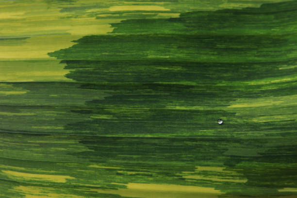 Yellow and green spotted banana leaves with water drops for background.beautiful pastel banana leaves.