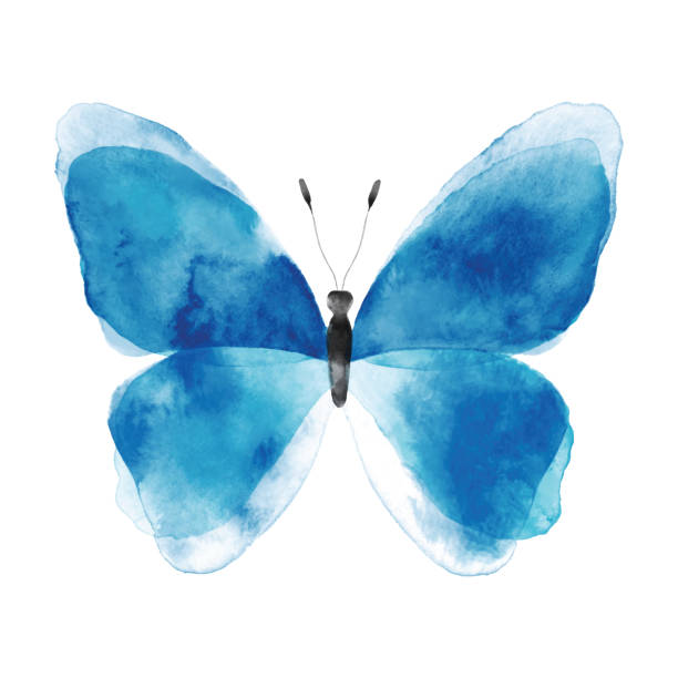 illustrazioni stock, clip art, cartoni animati e icone di tendenza di acquerello farfalla blu - farfalla