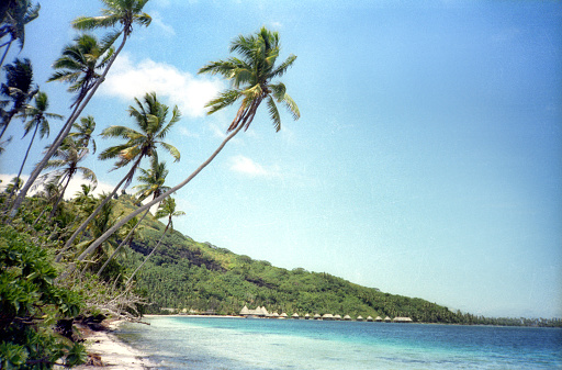 High angle vintage Nikon 1980s film photograph of palm trees hanging over the beach and ocean through lush greenery on Bora Bora.