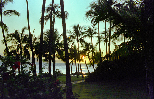 Vintage Fujifilm film photograph scan of green lush palm trees in silhouette front of the ocean on a tropical island.