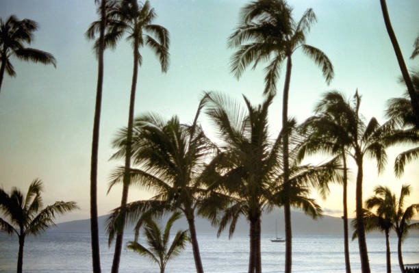 silhouette hawaïenne du coucher de soleil - hawaii islands maui big island tropical climate photos et images de collection