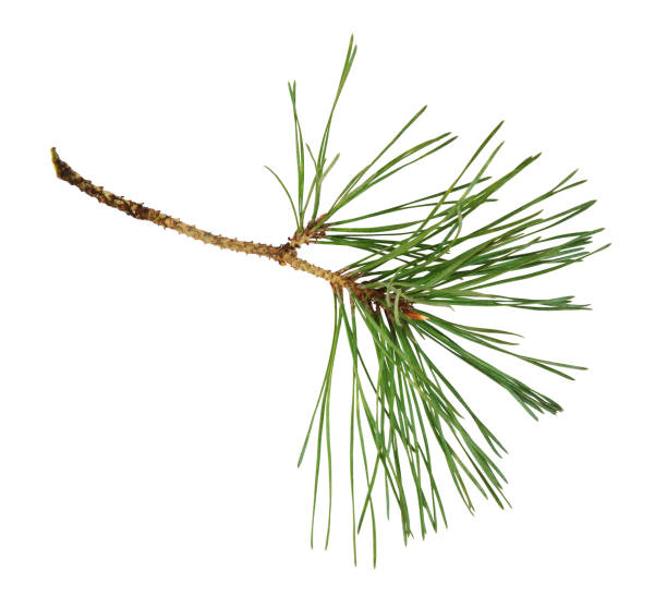 istock Closeup of pine twig isolated 1430689551