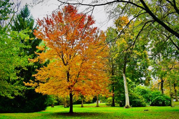 istock Autumn in The Park 1430689615