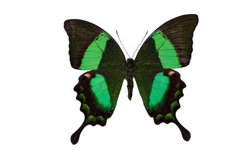 Papilio palinurus - the emerald swallowtail, emerald peacock or green-banded peacock - a butterfly of the genus Papilio of the family Papilionidae. It is native to Southeast Asia.