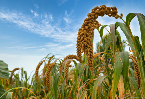 Harvesting machine approaching with the foreground of golden wheat