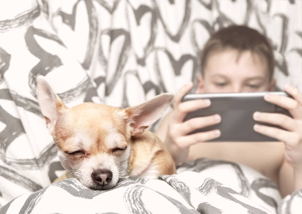 istock Small sleeping dog in bed with child. Selective focus 1430694260