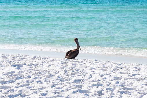 Pelican sitting on sand near ocean on bright sunny day.