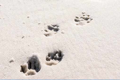 Walkway of dog footprints on a sandy beach.