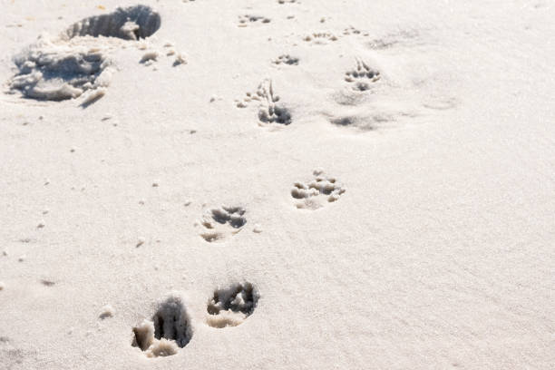 istock Dog Footprints in the Sand 1430695381