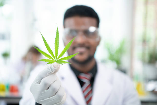 istock In the university science lab, researchers are analyzing studies on cannabis plants 1430697802