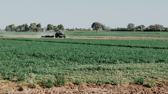 Green tractor in field plowing for sowing