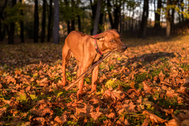 istock Rhodesian Ridgeback Dog is Eating and Playing with Branch. 1430703679