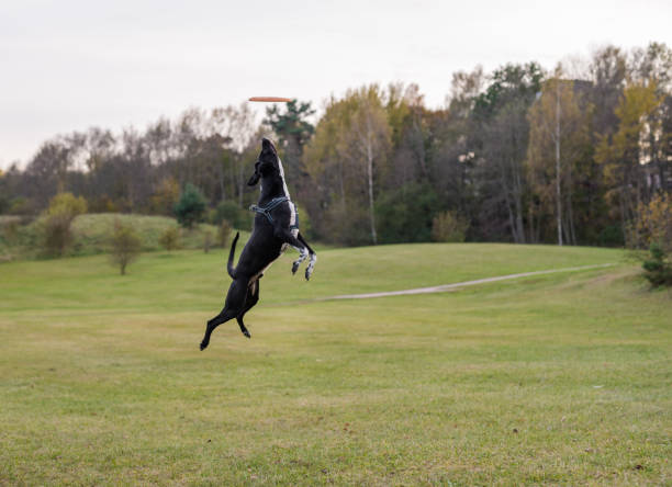 Black Dog is Playing. Try to Catch a Toy.