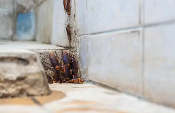 Photo of A low, close-up view, a colony of cockroaches lives above a pipe hole near a concrete tiled wall.