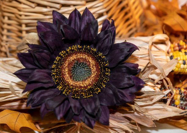 Lonely Purple Sunflower