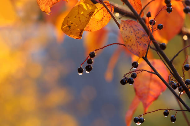 Bird cherry branch with yellow leaves and berries after rain