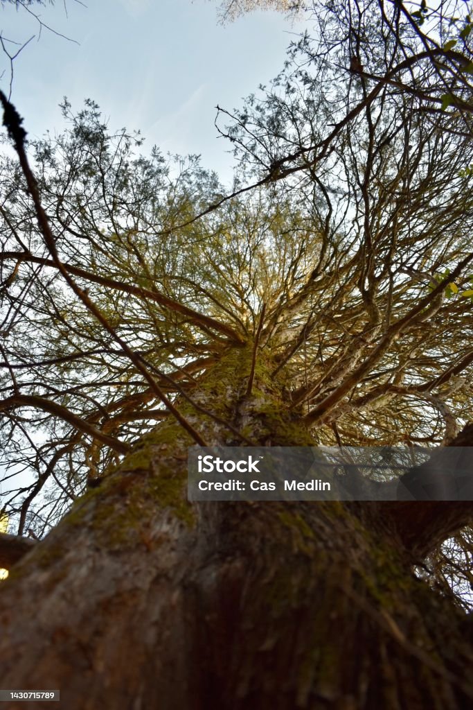 Narnia Tree, sun peaking on trees Ancient Stock Photo