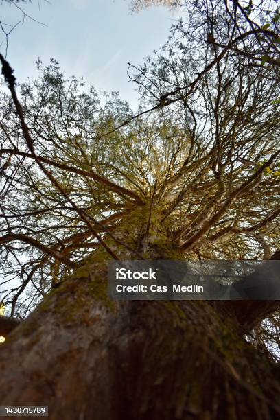 Narnia Tree Sun Peaking On Trees Stock Photo - Download Image Now - Ancient, Angle, Animal