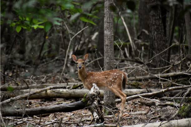 istock Fawn in the wood wildlife 1430715835