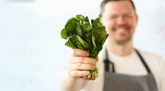 Cook in apron holds bunch of spinach lettuce and sorrel in hands. Health food and vegetarian food concept