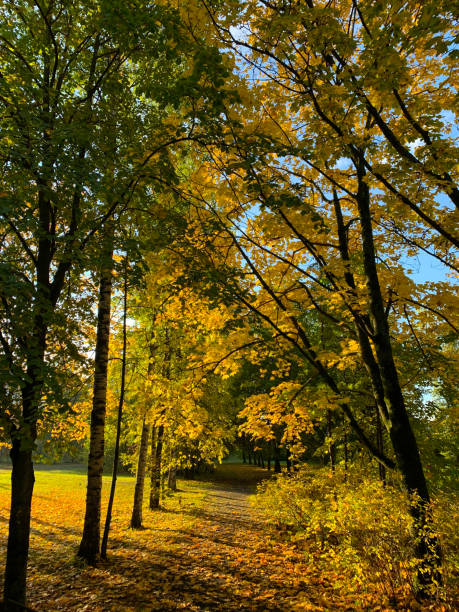 Sunny day in an Atumn forest with colored tree crowns against the sky