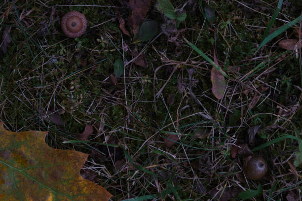 autumn leaves and acorns on the ground background composition pattern dolly shot