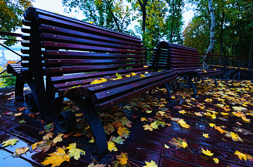 Detailed view of wooden bench with raindrops and yellow autumn leaves in the park. Raindrops and yellow leaves on a wooden platform. Beautiful artist’s alley. Nice place for walking in Kyiv.