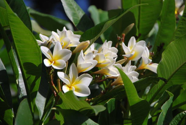 istock Flowers white- Red Frangipani 1430722469