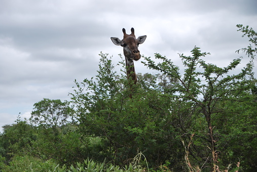 Giraffe in the savannah - Safari south africa
