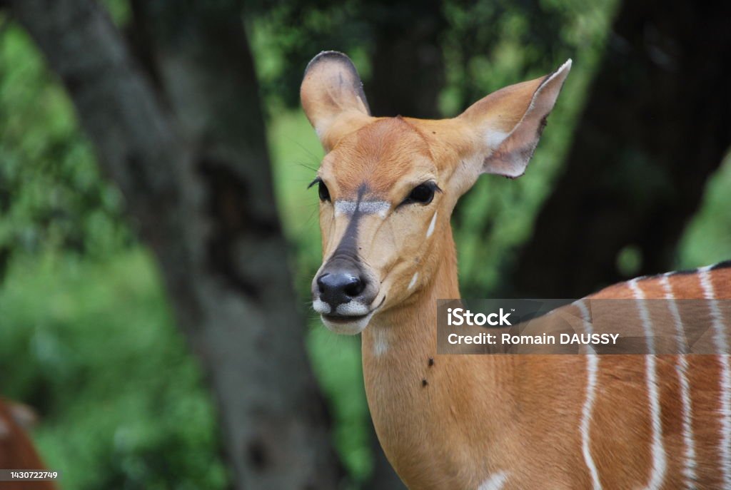 Impala female on savannah Alertness Stock Photo