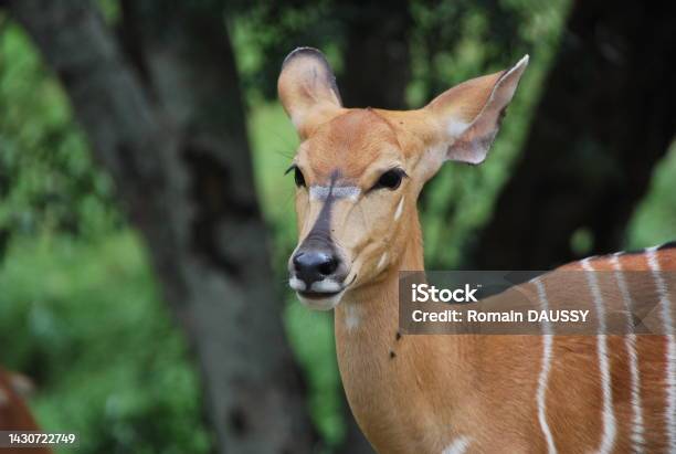Impala Female On Savannah Stock Photo - Download Image Now - Alertness, Animal, Animal Body Part
