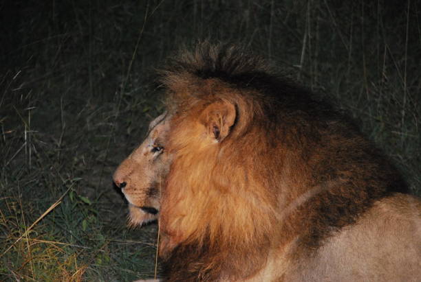 istock Wild lion south africa savannah 1430722769