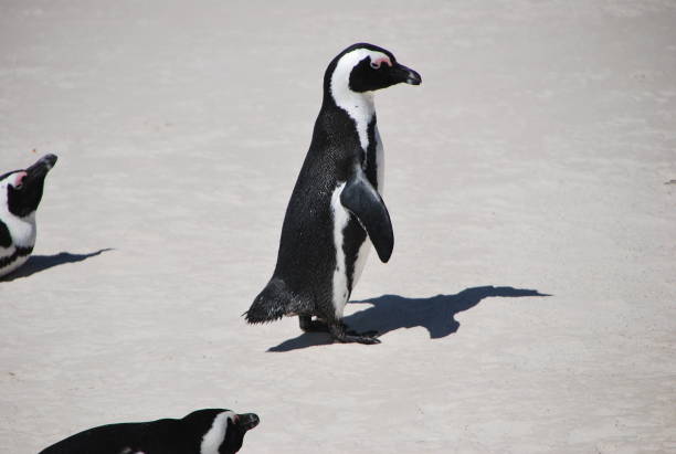 istock South African Penguin on the beach 1430722843