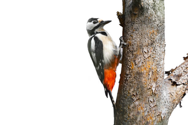 istock Great spotted woodpecker on a dry tree isolated on white background. Dendrocopos major on tree trunk. Background with copy space 1430725680