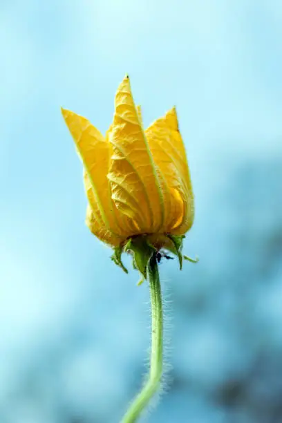 Photo of The wax gourd yellow flower is an annual plant and a delicious vegetable