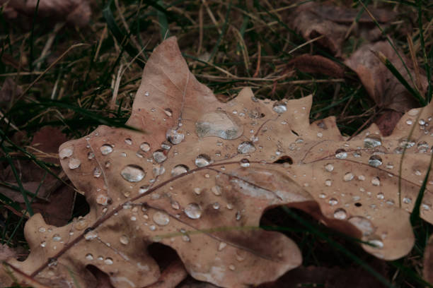 autumn leaves and acorns on the ground background composition pattern dolly shot