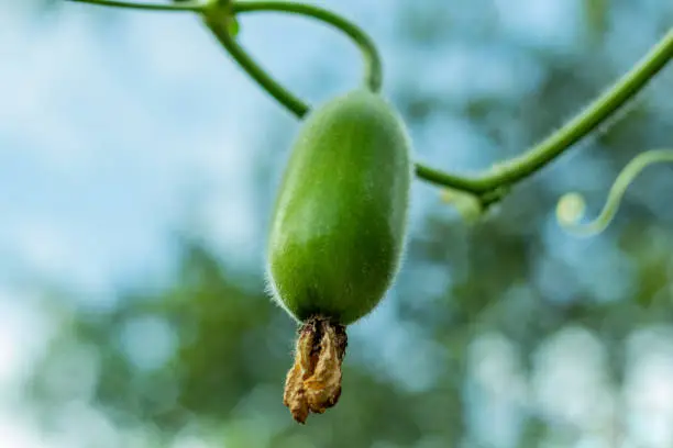 Photo of Wax gourd or Chalkumra of Indian subcontinent spicy vegetable