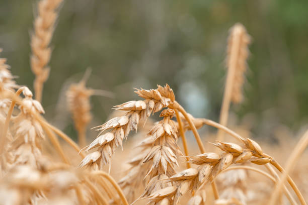 Golden Cereal field with ears of wheat,Agriculture farm and farming concept.Harvest.Wheat field.Rural Scenery.Ripening ears.Rancho harvest Concept.Ripe ears of wheat.Cereal crop.Bread, rye and grain campo de cereales dorados con espigas de trigo, agricultura agrícola y concepto agrícola. cosecha.campo de trigo. paisaje rural.maduración de orejas. rancho cosecha concepto.espigas maduras de trigo. cultivo de cereales. pan, centeno y grano