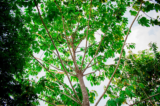 (chestnut tree of Brazil or Pará) Amazon plant ((Bertholletia excelsa Bonpl.)